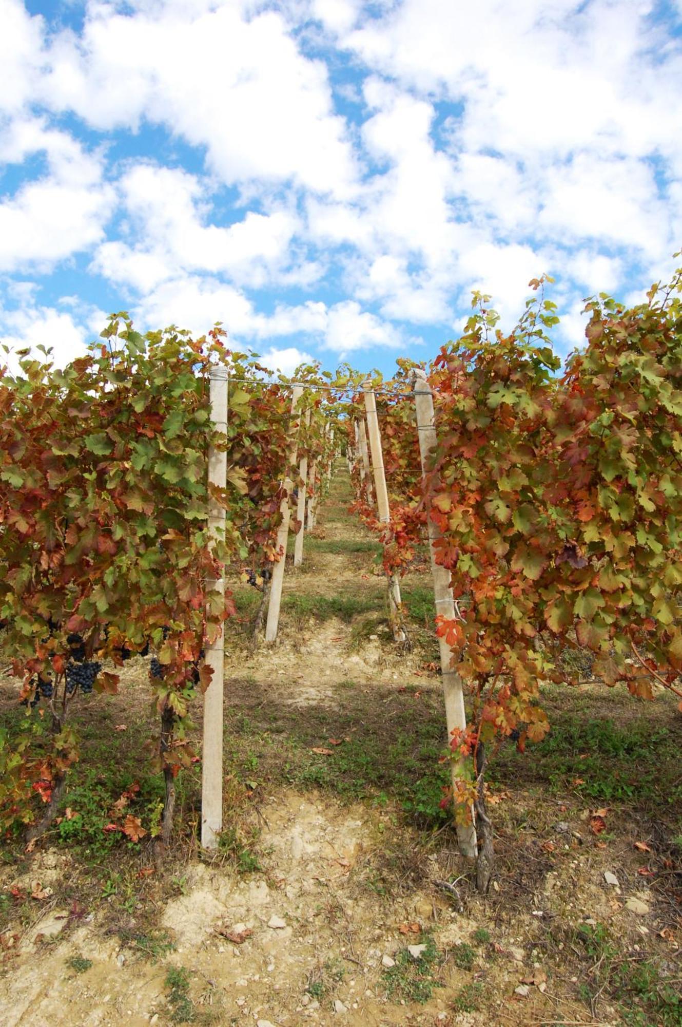 Agriturismo 'D Raine 몬테루포알비즈 외부 사진