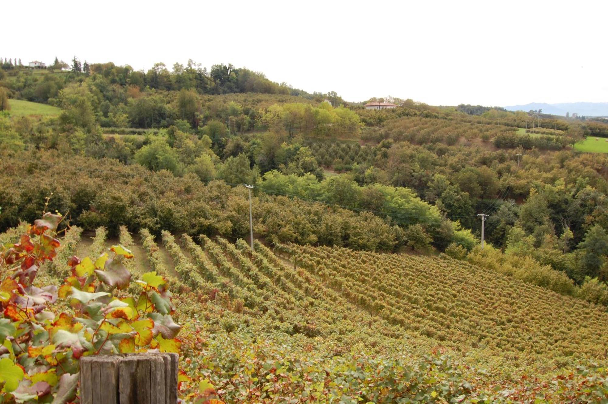 Agriturismo 'D Raine 몬테루포알비즈 외부 사진